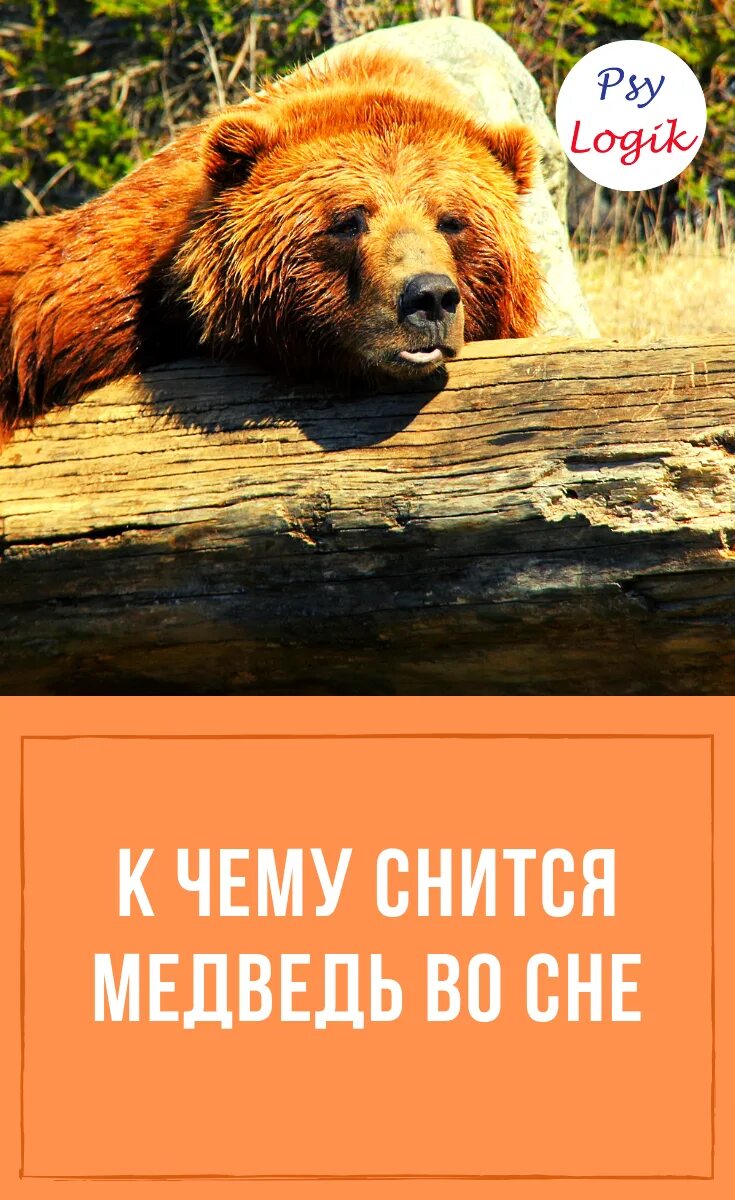 Сонник медведь к чему. К чему снится медведь. приснился медведь к чему. медведь во сне к чему снится. снится медведь женщине.