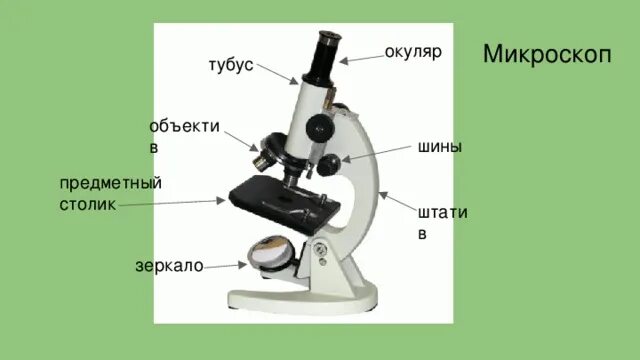 Какая функция тубуса в микроскопе. Что такое штатив в микроскопе биология 5. Строение микроскопа тубус. Окуляр микроскопа. Окуляр с тубусом для микроскопа.