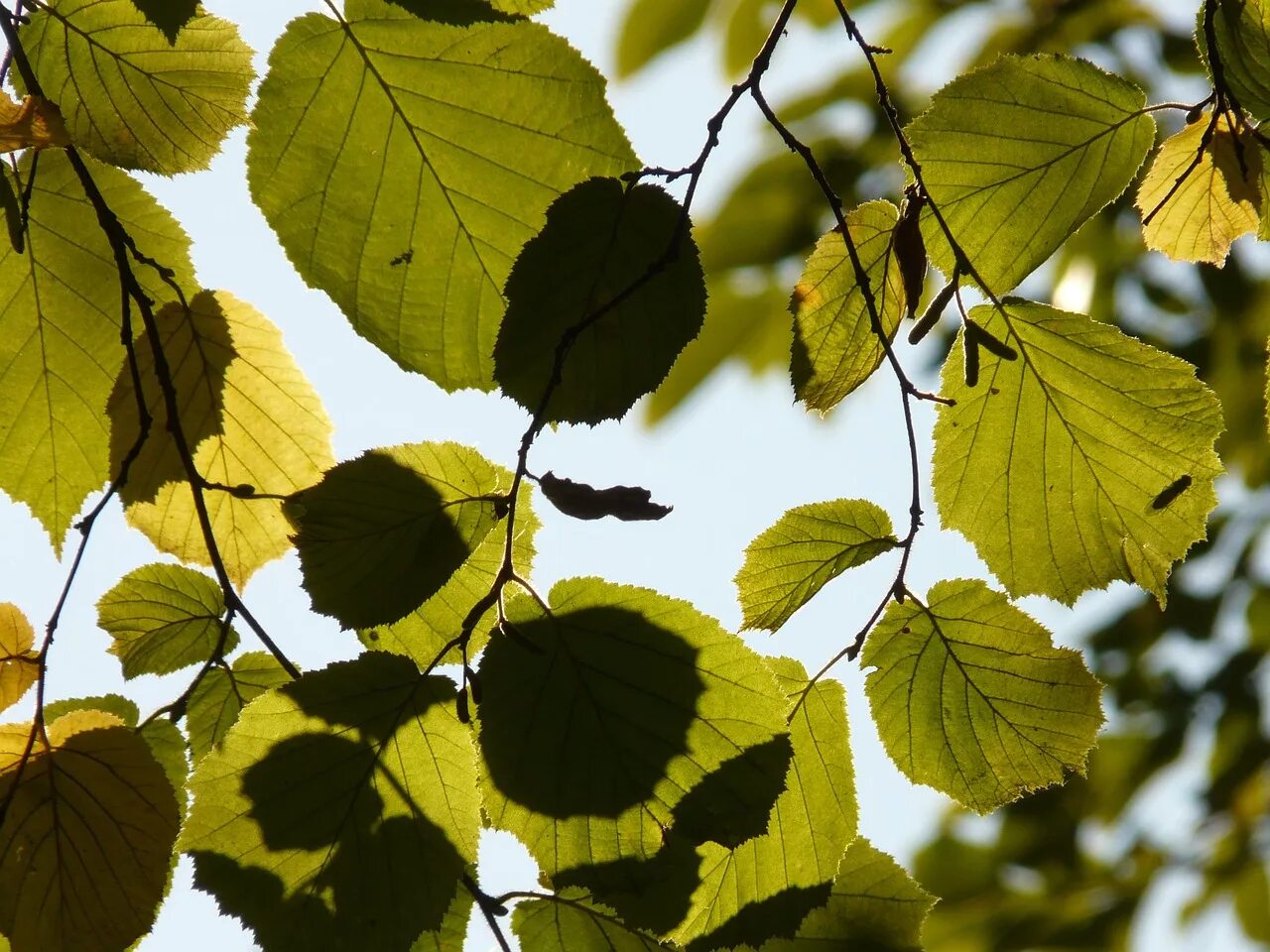 Лещина обыкновенная. Лещина дерево листья. Лещина обыкновенная Corylus avellana “Aurea”. Лесной орех дерево орешник. Leaves on the back