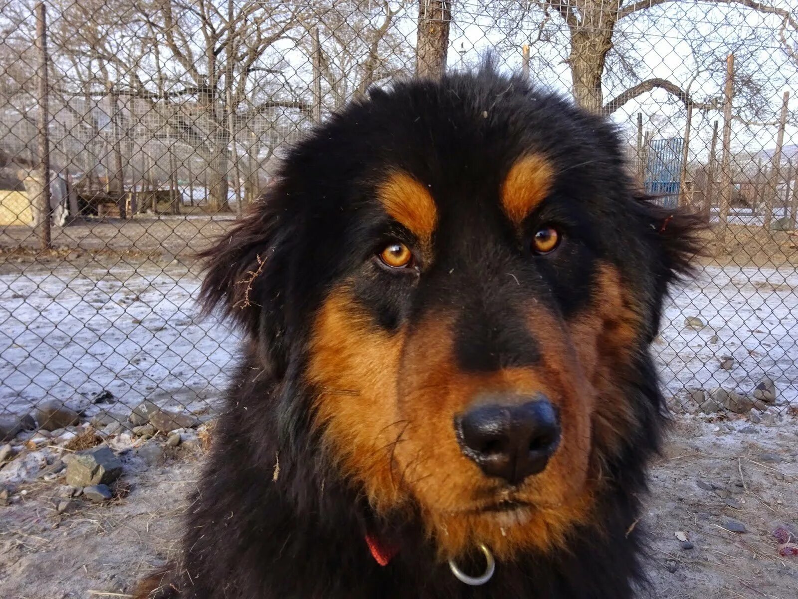 Банхар Нохой
