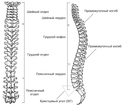 Types of vertebrae and cervical, thoracic and lumbar division outline diagram. L