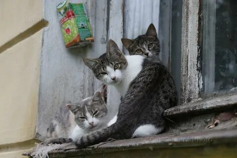 Больше 2 кошек
