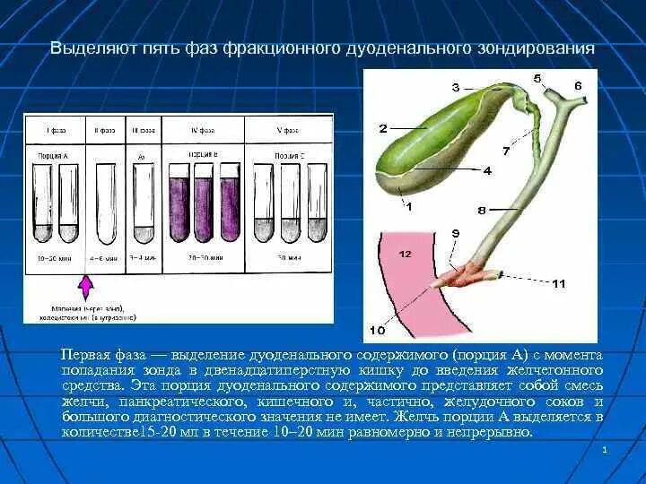 Зондирование желудочного сока. Дуоденальное зондирование желчь. Изучение методики желудочного зондирования. 1 Фаза дуоденального зондирования.