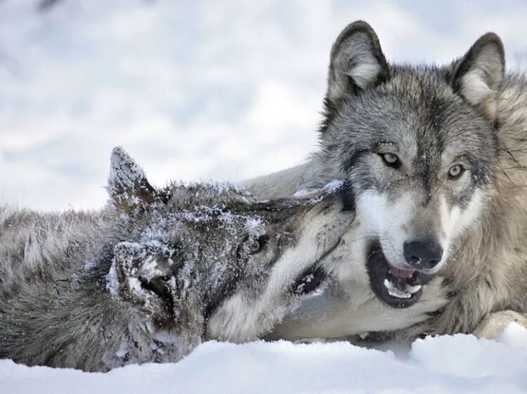 девушка и волк стихами. девушка и волки с надписями. одинокая волчица девушка. одинокая волчица. просто одинокая.