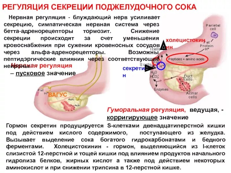 Поджелудочный сок, регуляция сокоотделения. Гуморальная регуляция поджелудочного сока. Регуляция секреции сока поджелудочной железы. Регуляция секреции поджелудочного сока.