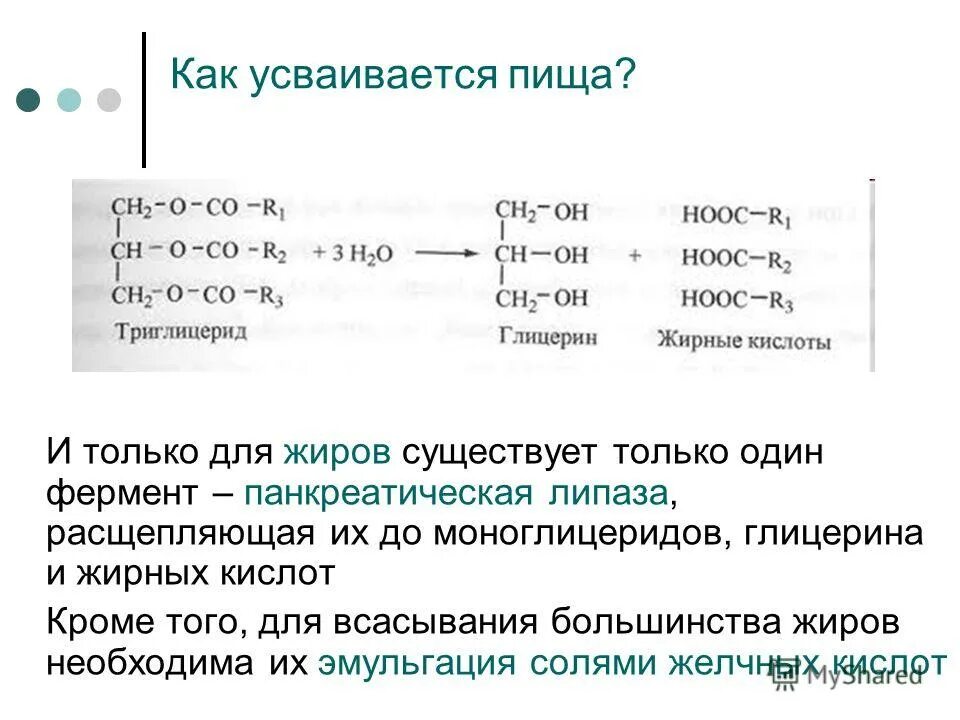 Что расщепляет липаза