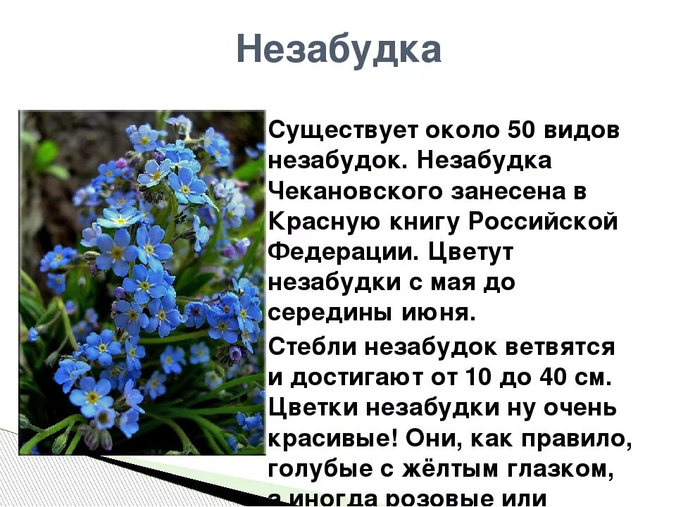 Незабудка рассказ. Информация о цветах незабудках. Незабудка цветок описание. Легенда о незабудке. Сообщение о цветке Незабудка.