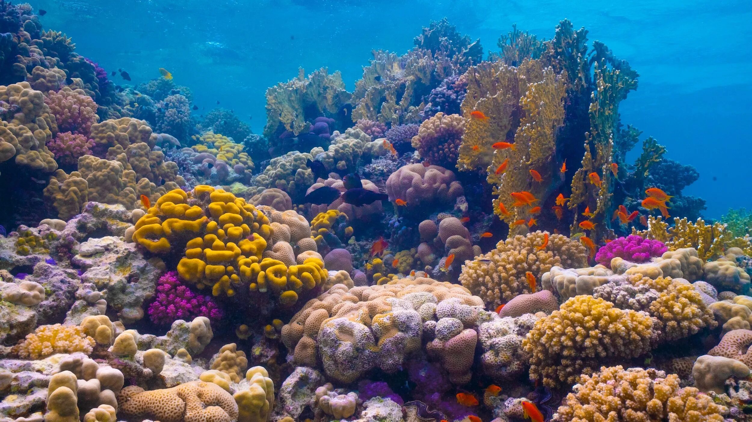 Коралловые рифы в хургаде. Риф Шарм-Эль-Шейх. Кораллы в Хургаде. Подводный мир Египта Шарм-Эль-Шейх. Рифы красного моря.