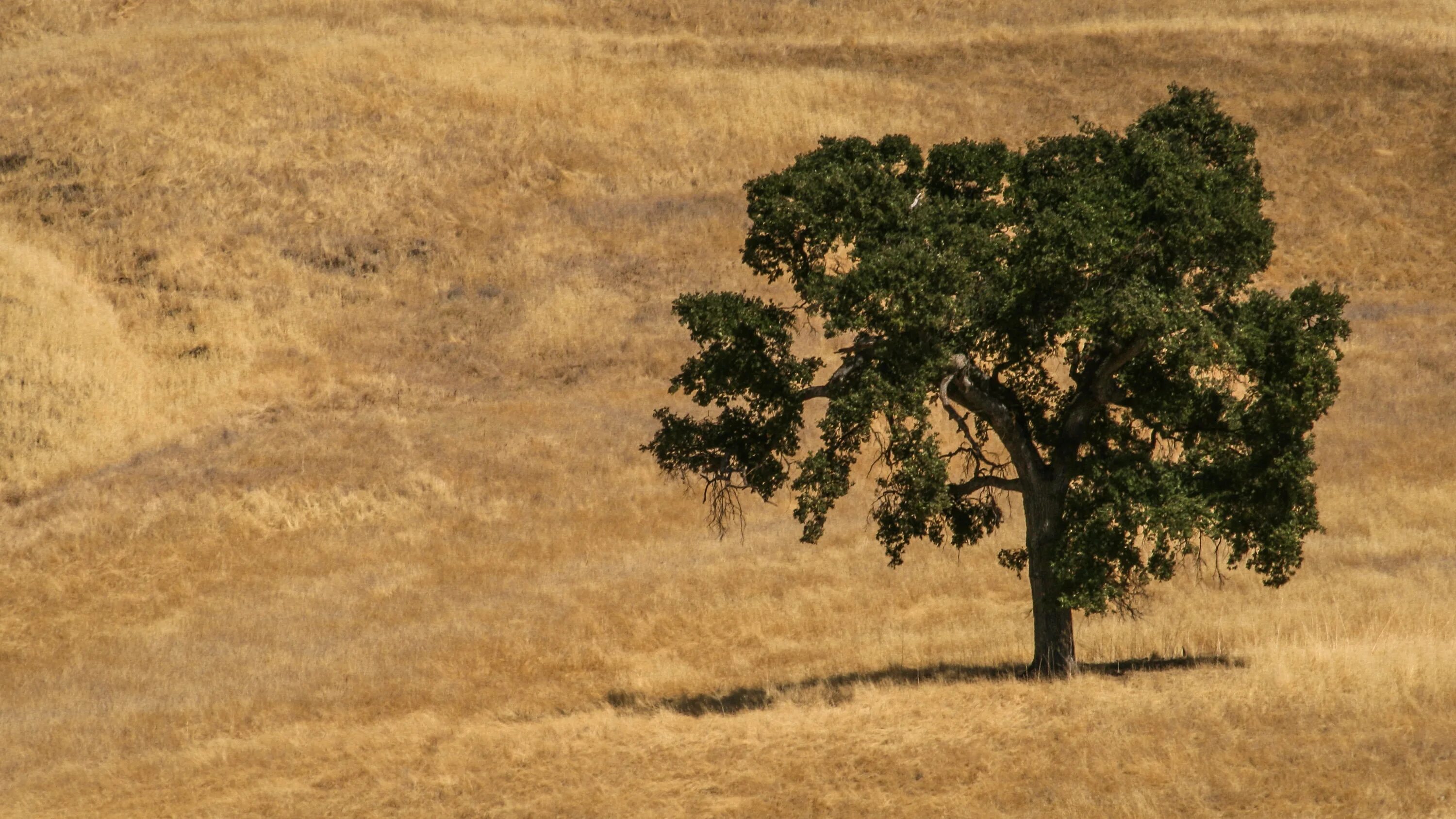 Nearer tree