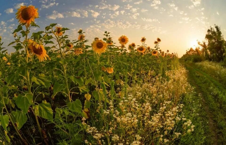 Оренда землі 70 га, с - Широке - Agro-Ukraine