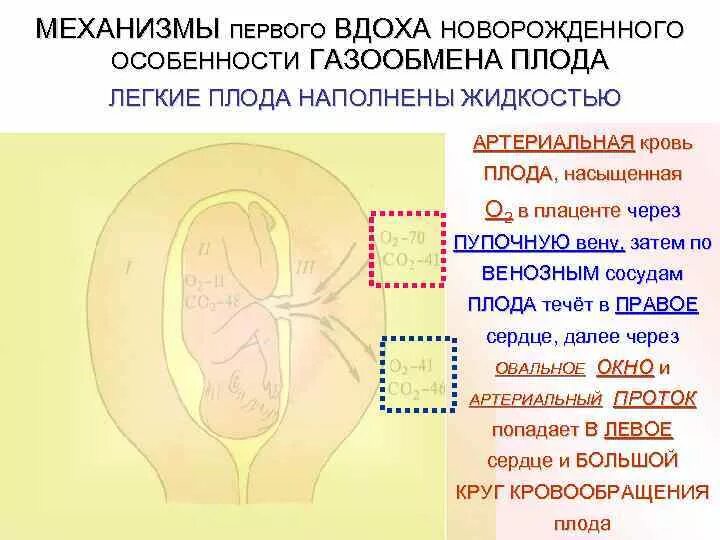 Физиология новорожденных. Схема первого вдоха новорожденного. механизм 1 вдоха новорожденного. механизм первого вдоха новорожденного физиология. объясните механизм первого вдоха новорожденного.