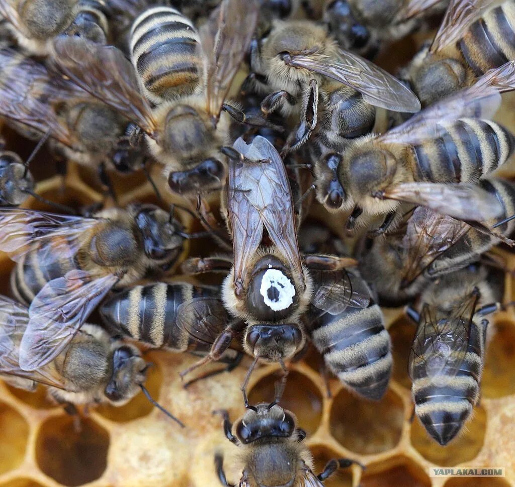 Как отличить матку. Матка пчелы. Семья пчелы медоносной. Пчелиный Рой матка. Пчеломатка и пчела.