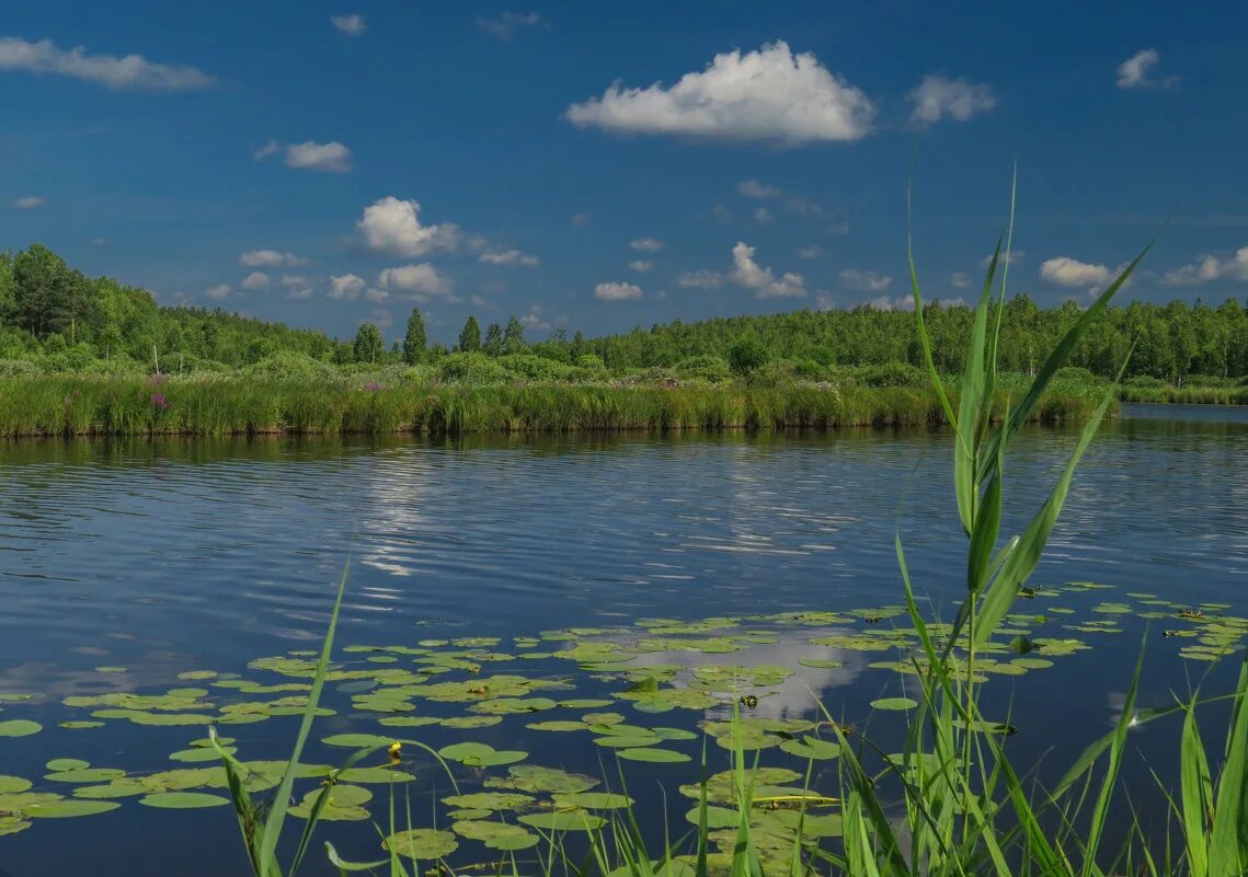 растения и животные реки исеть. кубышка болотная. кувшинка озерная. фауна волго ахтубинской поймы.