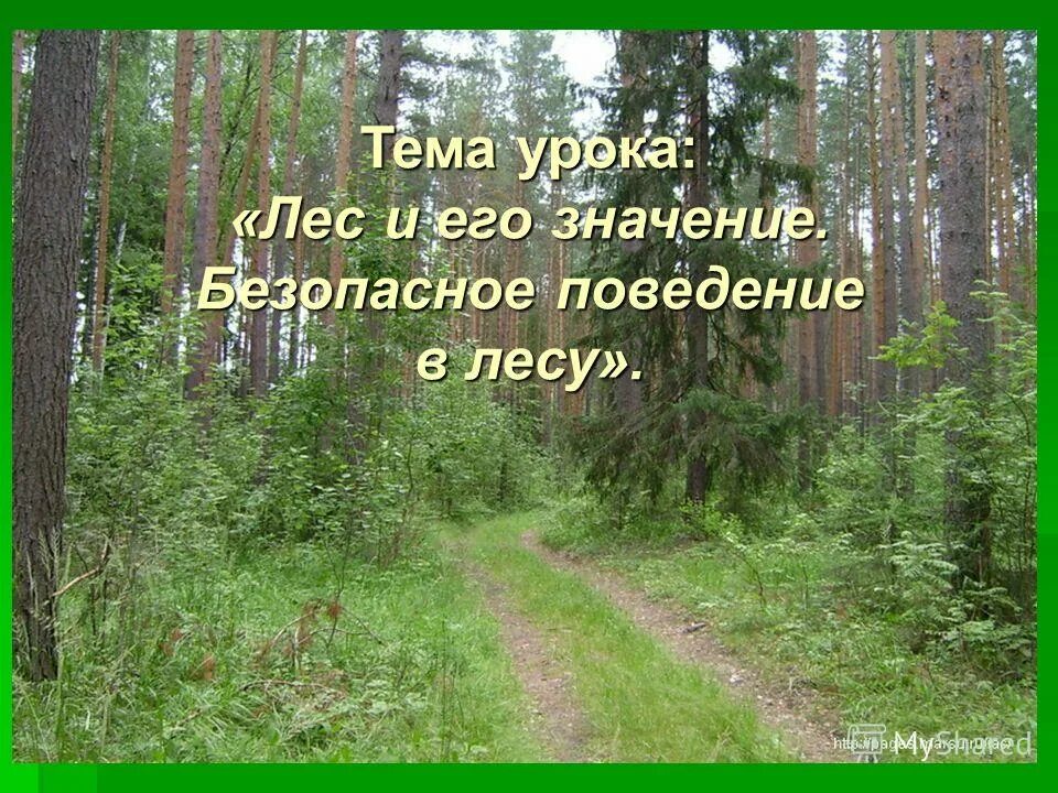 Урок в лесу. Лес 3 действия