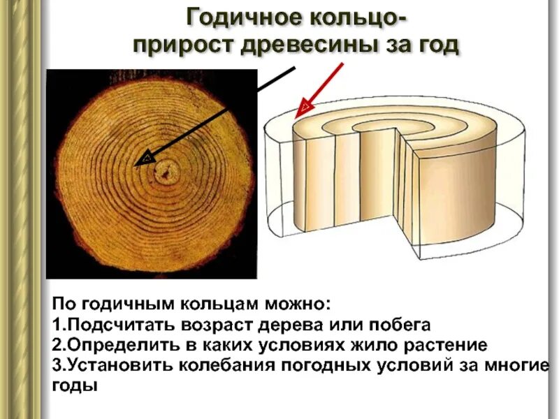 Что такое годичное кольцо в биологии 6 класс. Годичные кольца. Годичные кольца дерева. Образование годичных колец древесины.