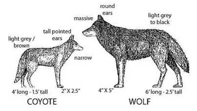Чем отличается волк от шакала. Койот и волк Размеры. Волк и койот разница. Размер шакала и волка. Волк Размеры.
