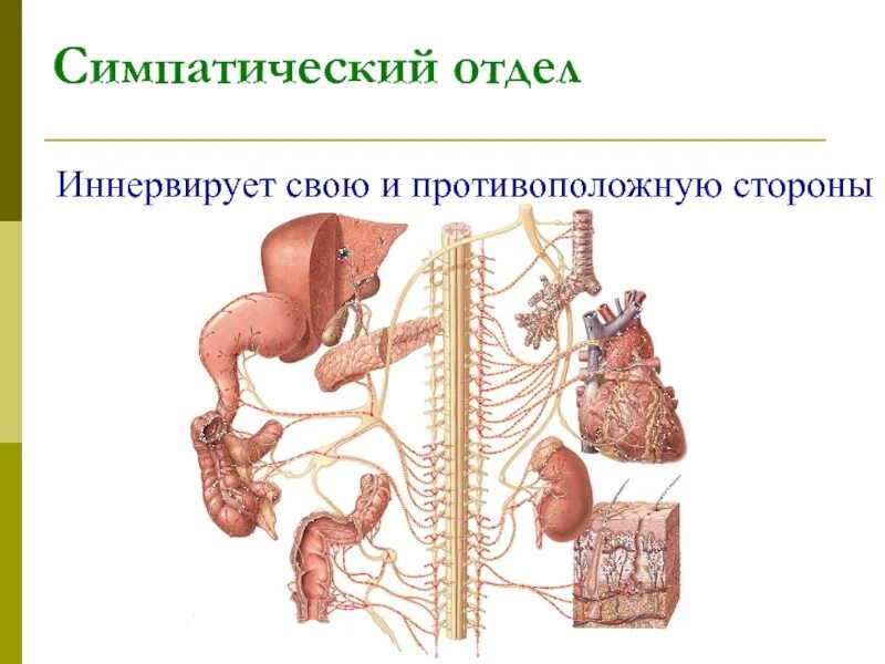 Раздражения симпатического отдела