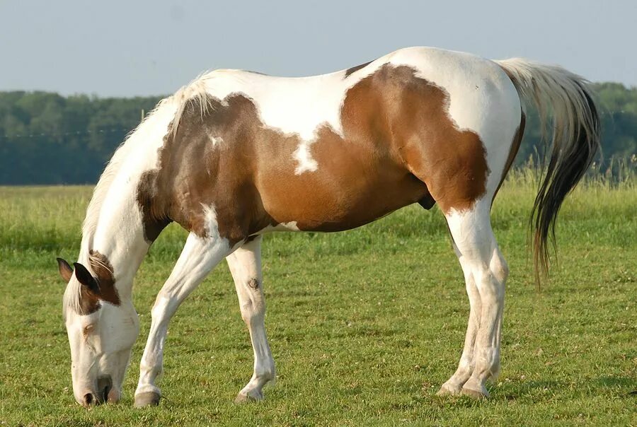 Colorful Horse Wallpaper Native American Horse Background 1154x768 Downloa