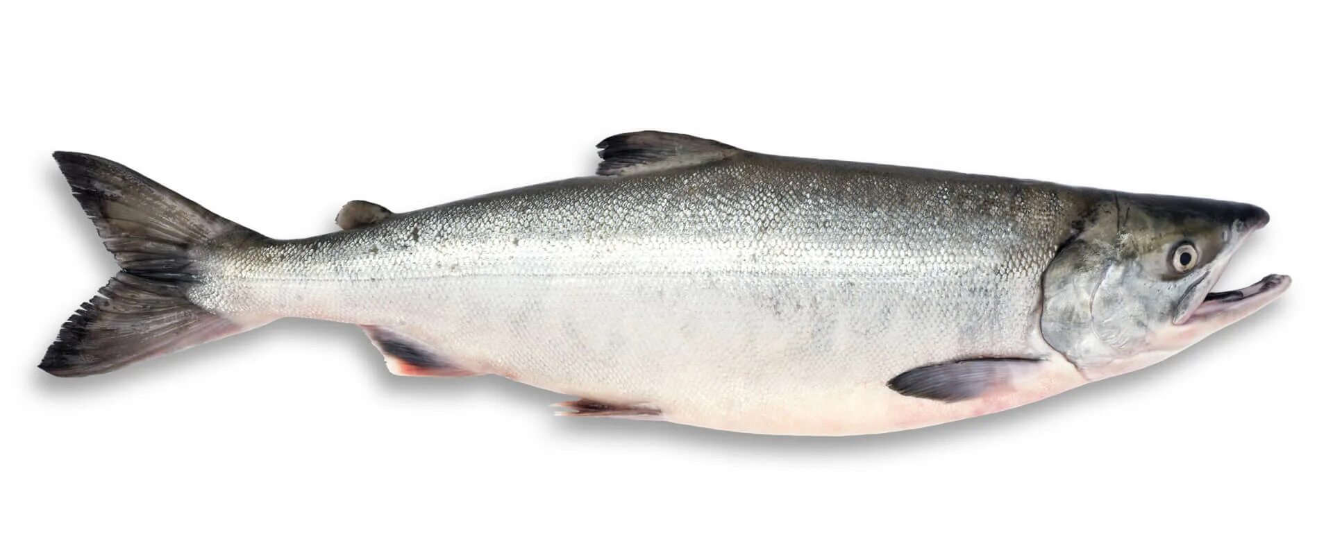 Кета волгоград. Кета пбг свежемороженая. Кижуч камчатка. Кета рыба свежемороженая. Кета волгоград.