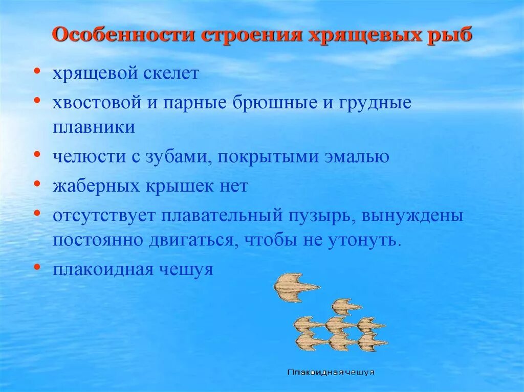 3 признака хрящевых рыб. Хрящевые особенности строения. Особенности строения рыб. Особеностихрящевых рыб. Класс хрящевые рыбы особенности строения.