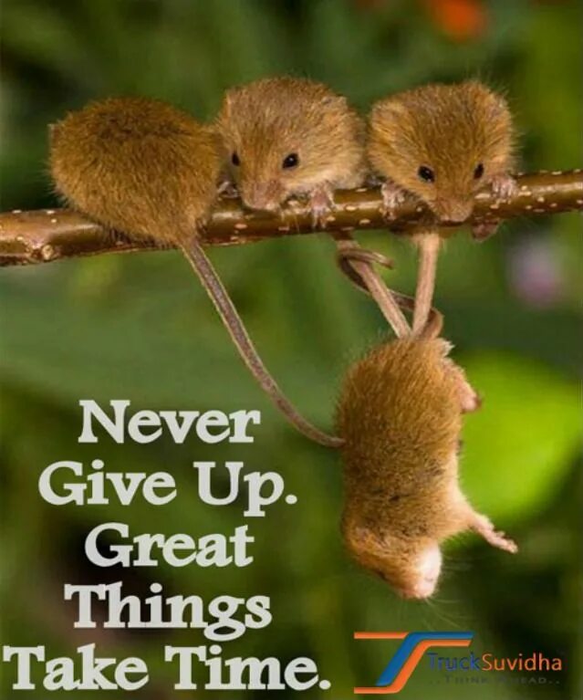 Everything will be great. Never give up great things take time. Great things. Everything is great. Everything was great