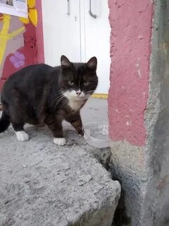 Хромая кошка