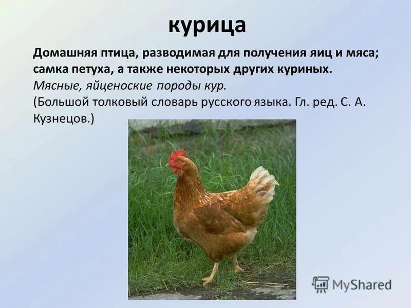 Самые яйценосные куры