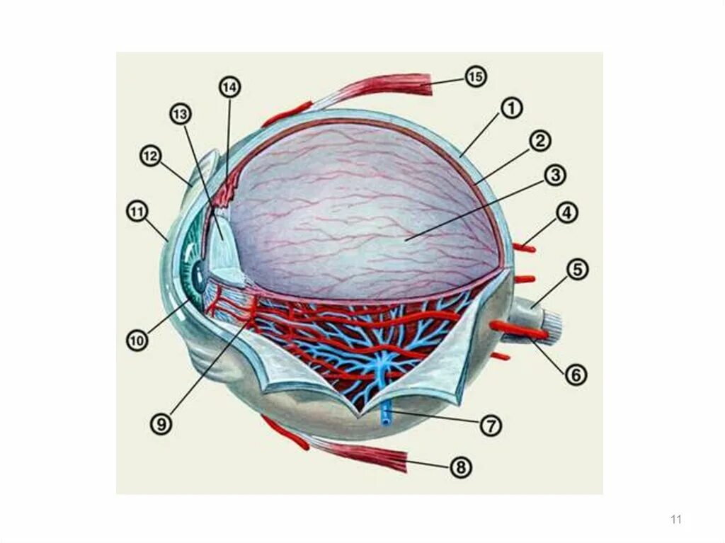 Строение глаза глазное яблоко. Строение глаза. Собственно сосудистая оболочка глаза анатомия. Строение глаза без подписей. Кровоснабжение сосудистой оболочки глаза.
