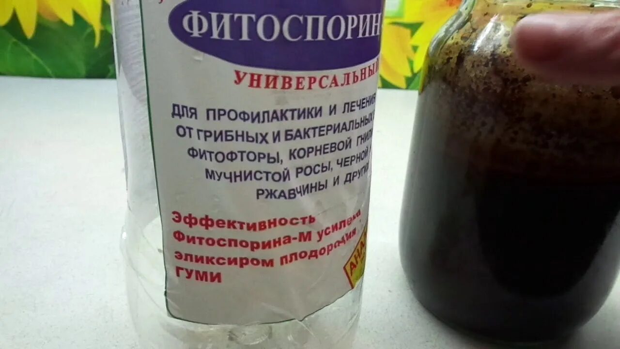 Фитоспорин-паста как правильно приготовить маточный раствор. Как приготовить маточный раствор фитоспорина. Порошковой фитоспорин. Фитоспорин-паста как правильно приготовить маточный раствор. Фитоспорин маточный раствор.