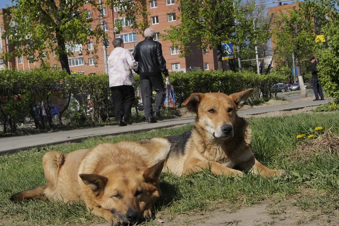 Новомосковск бездомные собаки. Собаки в Кимовске. Собака в приюте ждет хозяина. Бездомные собаки ждут хозяина. Собаку оштрафовали