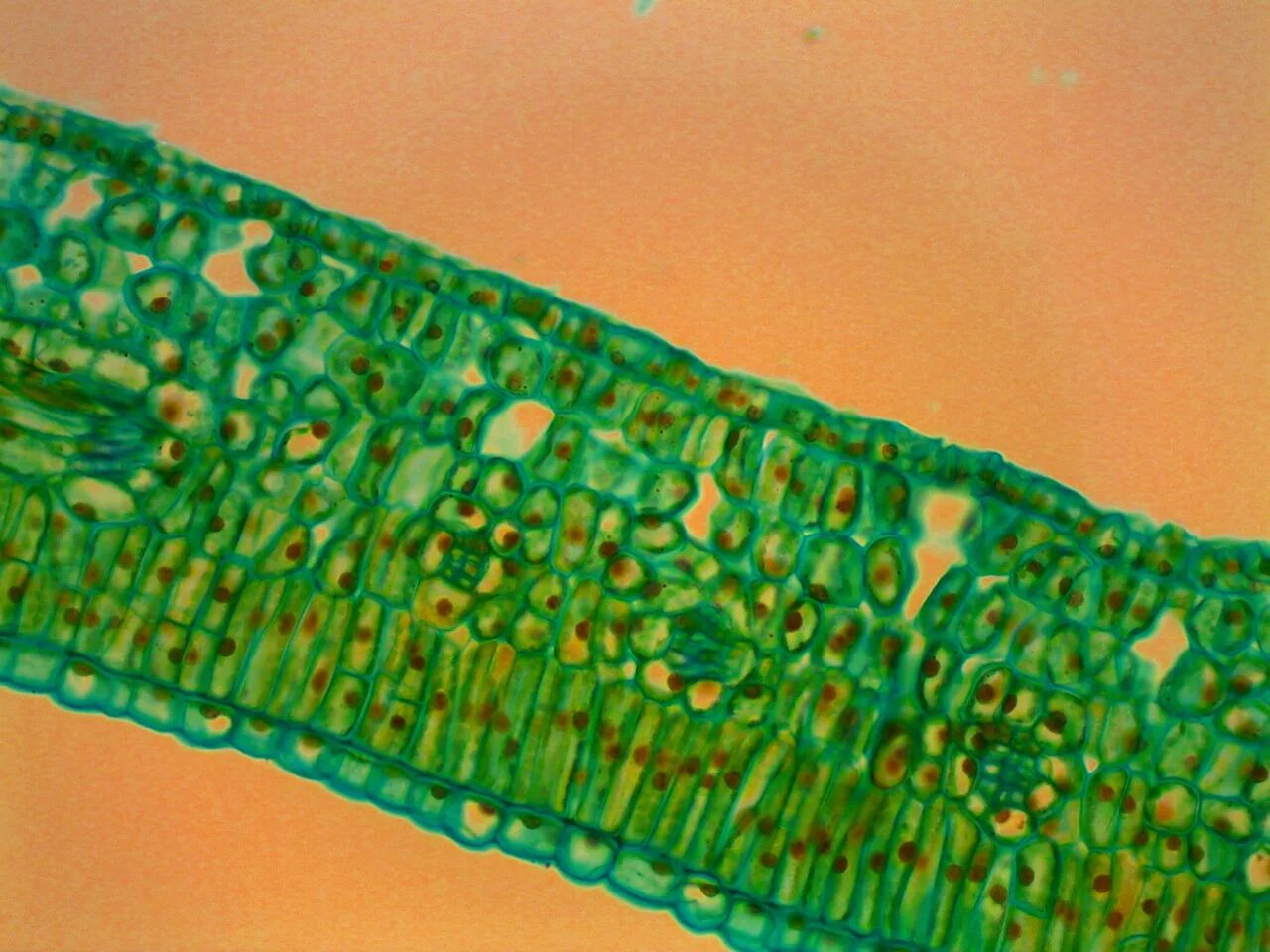 Микрофотография среза листа. Фотосинтезирующая ткань листа под микроскопом. Микропрепарат поперечного среза листа камелии под микроскопом. Столбчатая ткань листа под микроскопом. Поперечный срез листа камелии.