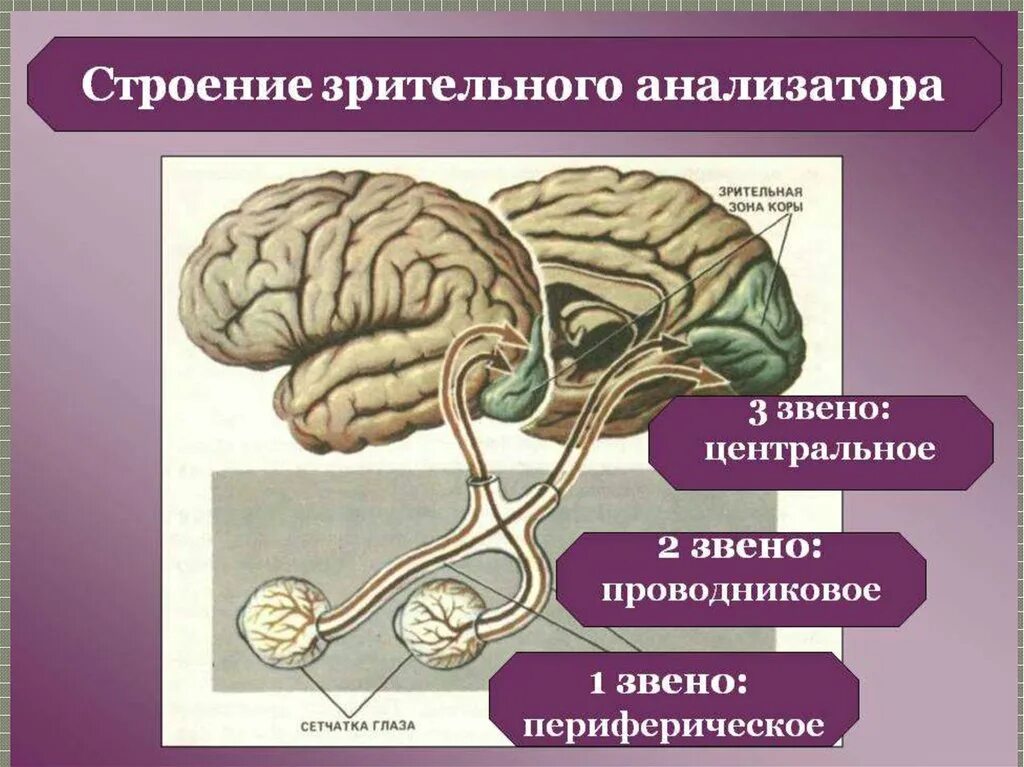 Три отдела отдел зрительного анализатора. Анализатор зрения Центральный отдел. Схема периферического отдела зрительного анализатора. Зрительный анализатор строение анатомия. Проводниковым звеном зрительного анализатора является