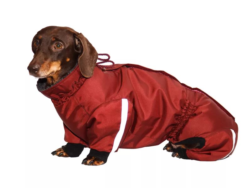 Одежда для таксы. Одежда на таксу мальчика. Gamma gamma комбинезон зимний "такса". Комбинезон для таксы. Formydogs комбинезон для такс.