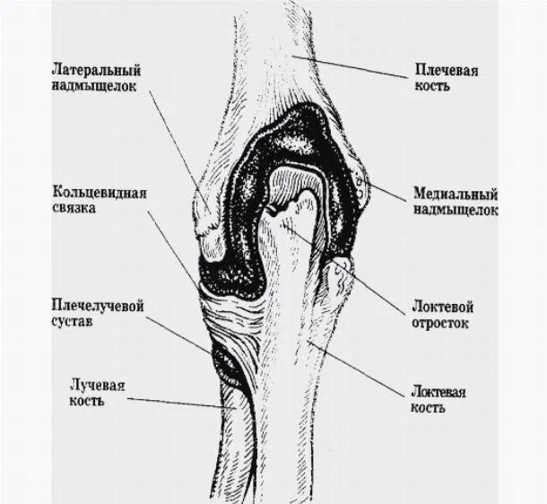 Кости локтевого сустава анатомия. Связка медиального мыщелка бедренной кости. Локтевой сустав анатомия строение. Надмыщелок локтевого сустава анатомия.