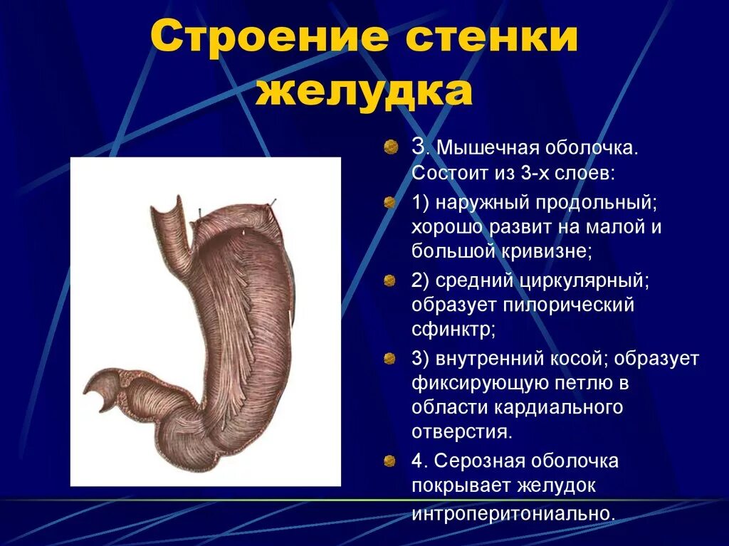 Строение и функции стенки желудка. Слои стенки желудка анатомия. Строение внутреннего слоя желудка. Наружная оболочка желудка состоит. Строение желудка кратко