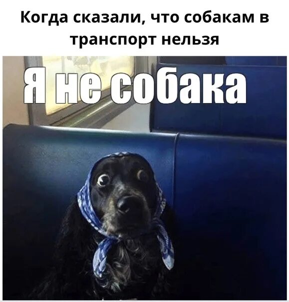 Собака Мем. Мемы с собаками. Пес Мем. Псина мемы.