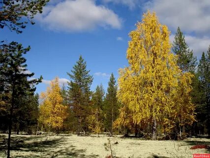 Сосны осенью в лесу