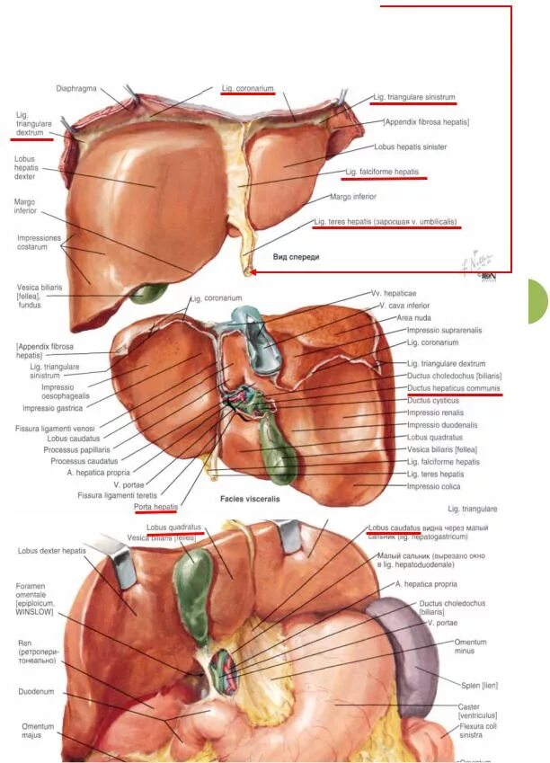 Укажите доли печени. Круглая связка печени – Ligamentum Teres hepatis. Квадратная и хвостатая доли печени. Доли печени на латинском.