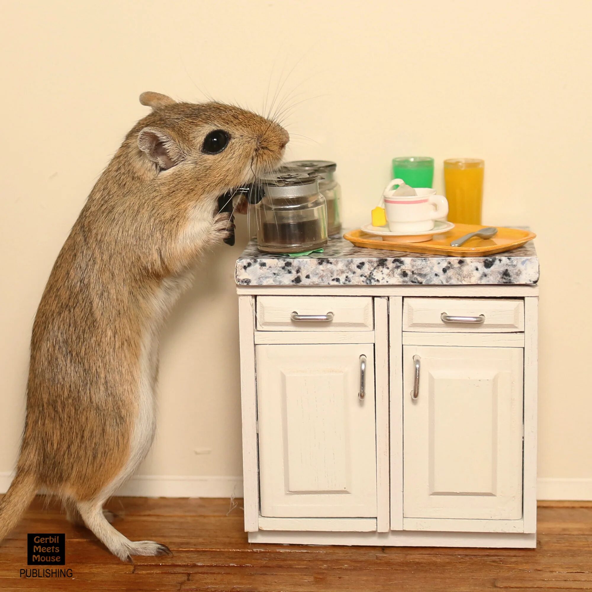 Мышь песчанка фото. Календарь с хомячками 2023. Konsis group. Песчанка смешная. Лабораторные мыши.