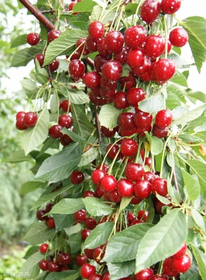 Черешня краснобокая. Cherry banner. Вишня тютчевка. Черешня хелена. Сорт черешни бряночка.