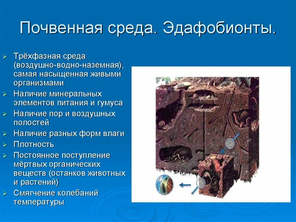 Организмы почвенной среды жизни. Примеры организмов почвенной среды. Среды обитания почвенная среда. Эдафобионты.