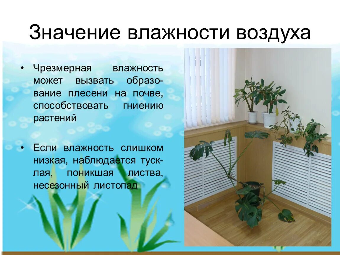 Мир влажности. Значение влажности. Значение влажности воздуха. Влияние влажности воздуха на живые организмы. Растения низкой влажности.