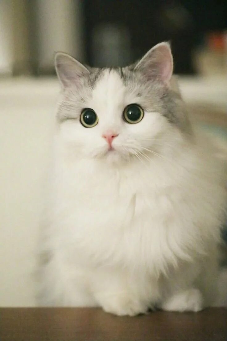 Кошки маленькие милые. Милый котенок. Фото няшных котят. Милый кот. Няшный котик.
