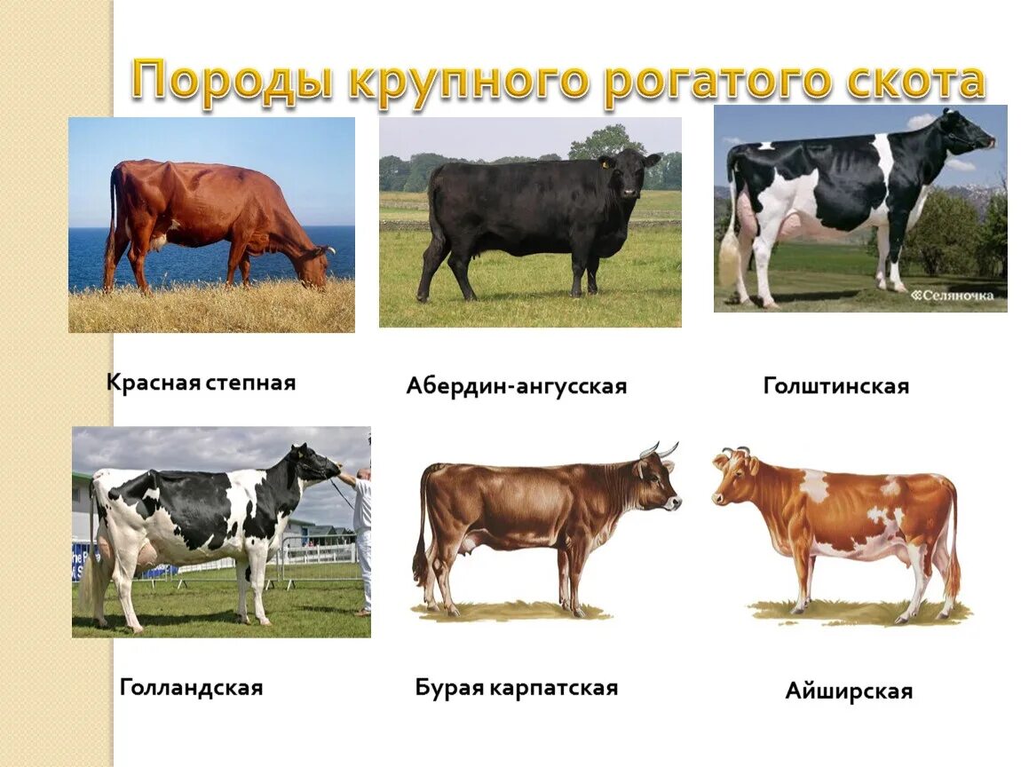 Абердин-ангусская породы крупного рогатого скота. Породы крупного рогатого скота в России молочного направления. Породы КРС молочного направления. КРС порода коров. Какие молочные породы