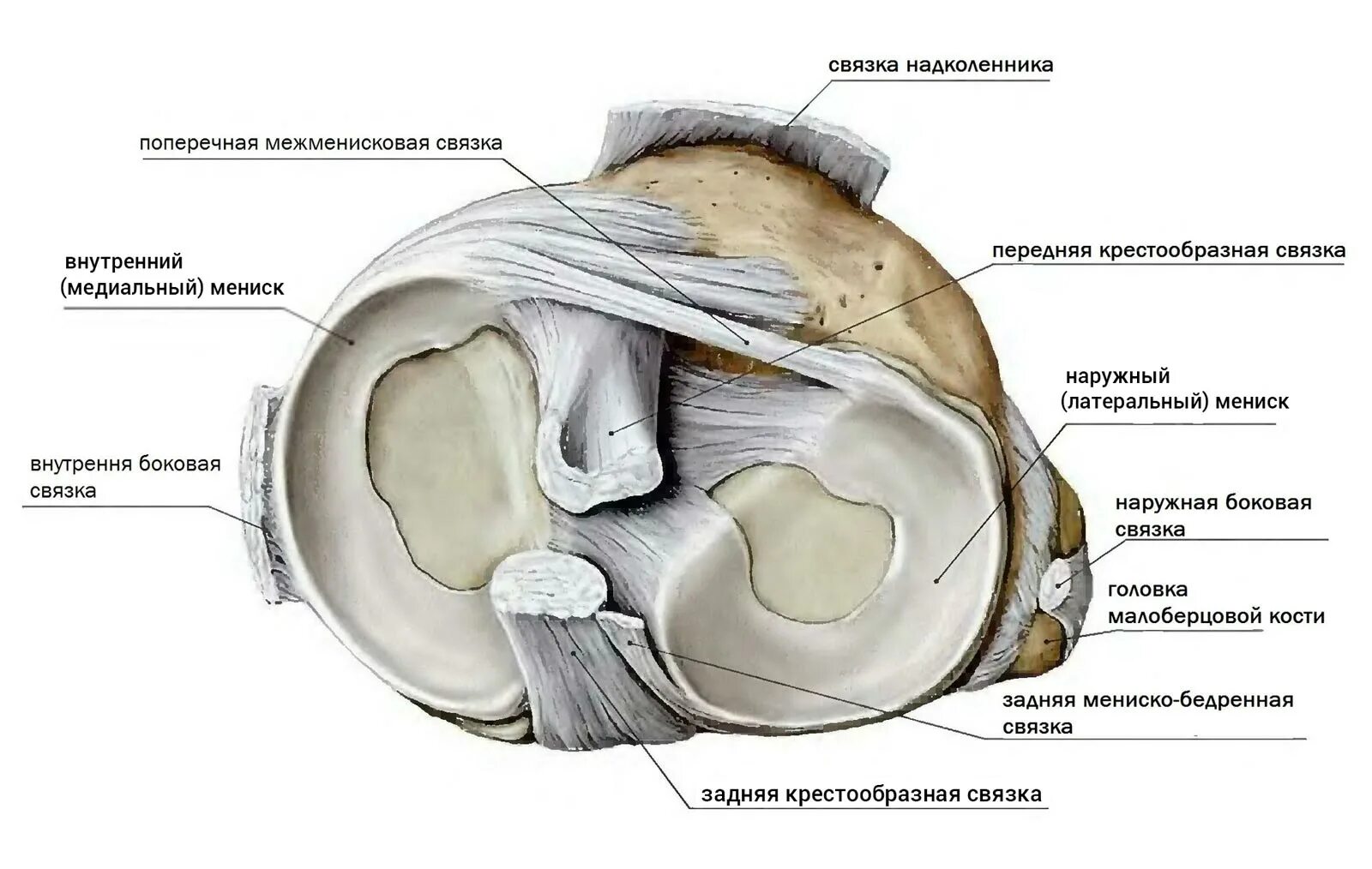 Строение мениска коленного сустава анатомия. Структура мениска коленного сустава. Медиальный мениск коленного сустава анатомия. Задняя мениско бедренная связка. Повреждение переднего рога