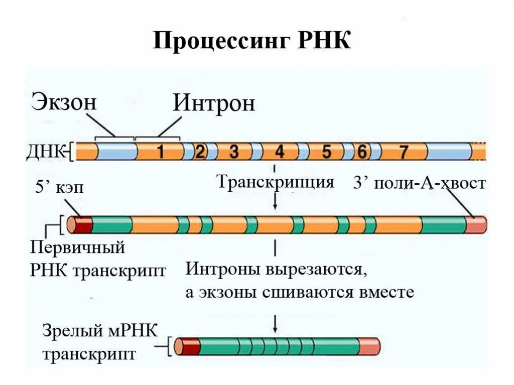 Примеры рнк. Редактирование РНК. Редактирование РНК схема. Пример редактирования РНК. Редактирование РНК механизм.