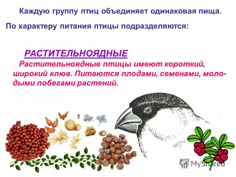 Растительноядные птицы презентация. Особенности питания птиц. Чем питаются птицы. Растительноядные птицы особенности.