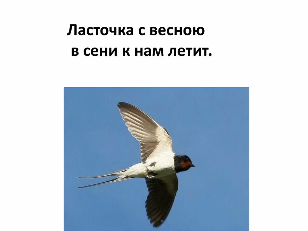 Ласточка с весною в сени к нам летит. Ласточка в сени к нам. Плещеев Ласточка. Ласточка в сени к нам летит. Ласточка примчалась 1 класс школа россии презентация