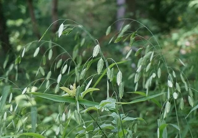 Meditação Floral Wild Oat - Aniete Roma 021 - YouTube