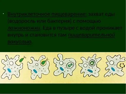 Движение амебы от кристаллика соли